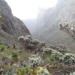 Mount Rwenzori