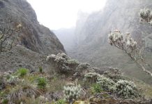 Mount Rwenzori