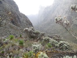 Mount Rwenzori