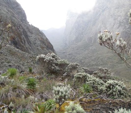 Rwenzori Centenary Celebrations Mount Rwenzori