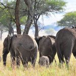 Uganda Wildlife Safari
