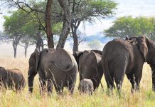 Uganda Wildlife Safari