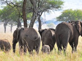 Uganda Wildlife Safari