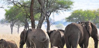 Uganda Wildlife Safari