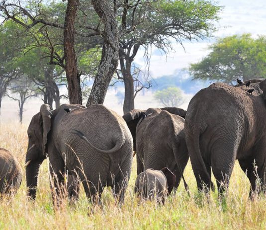 Imagine Using a Smartcard to Visit Uganda National Parks Uganda Wildlife Safari