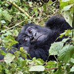 Africa Gorilla