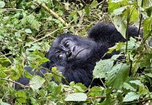 Is Gorilla Trekking Worth The Hype Africa Gorilla