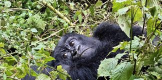Africa Gorilla