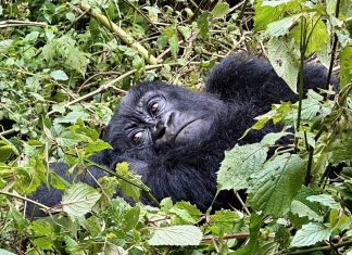 Africa Gorilla
