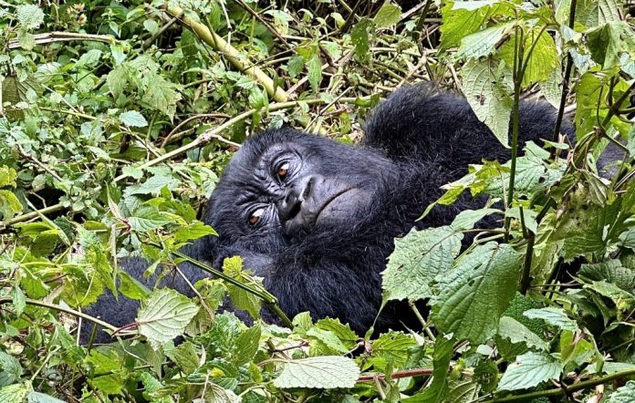Africa Gorilla