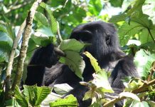 Bwindi Mountain Gorilla