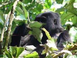 Uganda Gorilla Tourism Booming Bwindi Mountain Gorilla