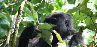 Bwindi Mountain Gorilla