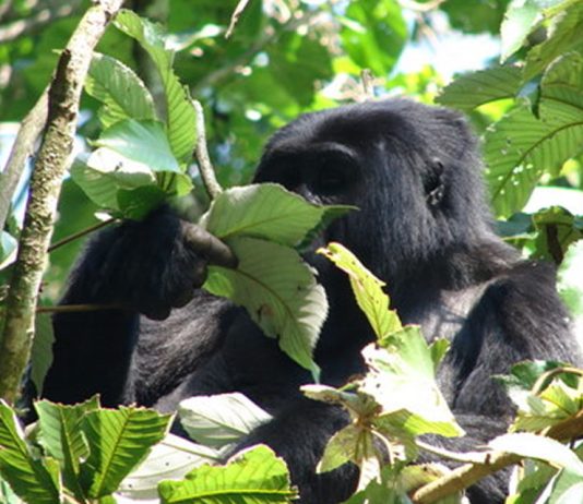 Bwindi Mountain Gorilla