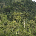 Bwindi impenetrable forest national park