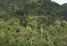 Bwindi impenetrable forest national park