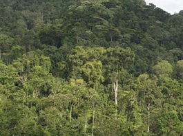 Bwindi impenetrable forest national park
