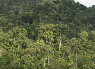 Bwindi Impenetrable National Park Bwindi impenetrable forest national park