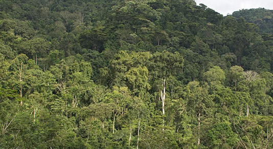 Bwindi impenetrable forest national park