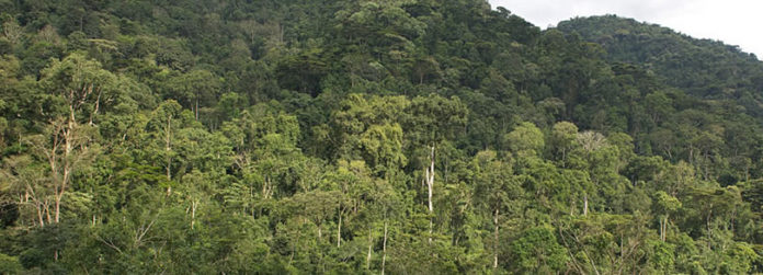 Bwindi impenetrable forest national park