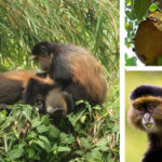 Golden-monkey-trekking