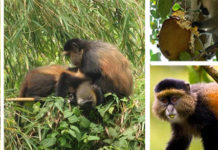 Golden-monkey-trekking