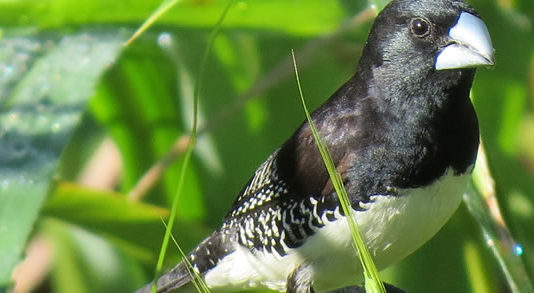 Birding-in-semiliki