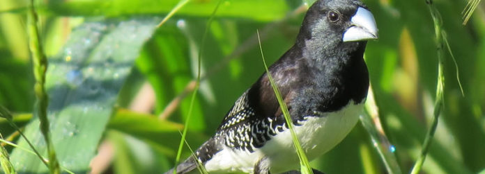 Birding-in-semiliki