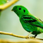 birding in uganda