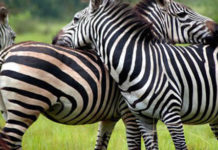 lake mburo national park