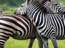 lake mburo national park