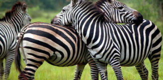 lake mburo national park