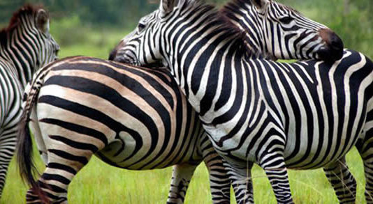 lake mburo national park