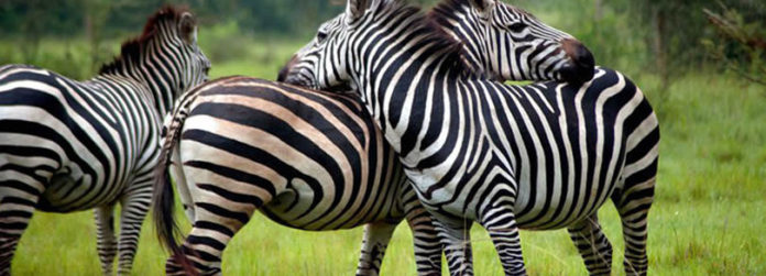 lake mburo national park