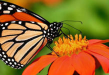 Butterfly-watching