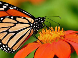 Butterfly-watching