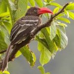 birding uganda