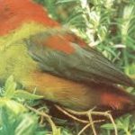 Shelley’s crimson wing