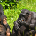 chimpanzees