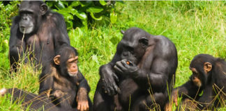 chimpanzees