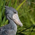birding in Uganda