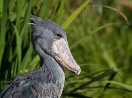 birding