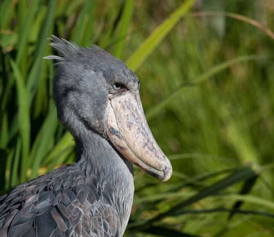 birding