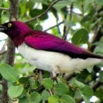 Birding-Uganda