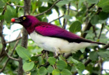 Birding-Uganda