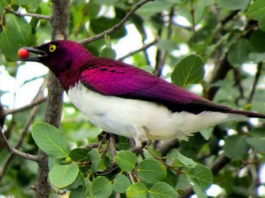 Birding-Uganda