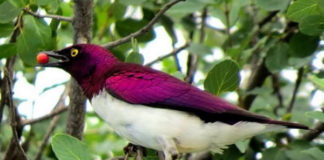 Birding-Uganda