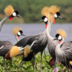 Grey-Crowned-cranes-Jonathan-Rossouw6x4