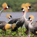Uganda-crested-crane