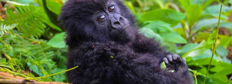 Gorilla trekking in Virunga massif